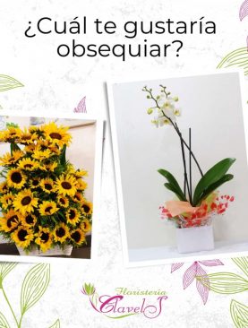Combo girasoles y Orquídeas