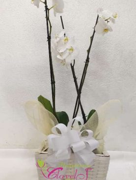 Planta de Orquídea en canasta