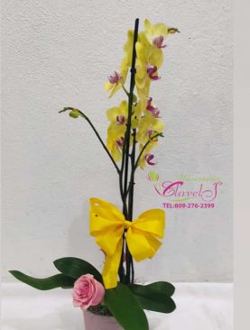 Planta de Orquídeas natural